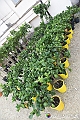 VBS_3572 - Floreal 2023 - Vivere con le piante
